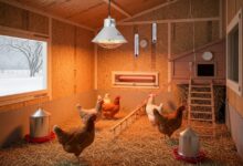 Heizung für Hühnerstall - Diese Möglichkeiten gibt es